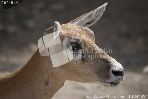 Image of Blackbuck