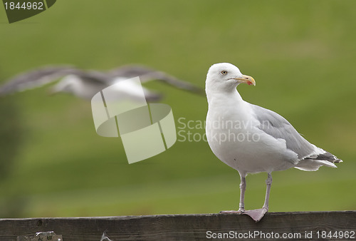 Image of Herring gull