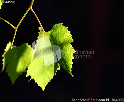 Image of backlit vineyard leaf