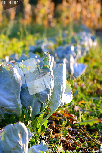 Image of cabbage in the garden