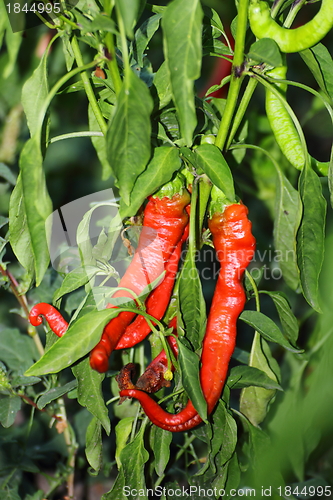 Image of fresh cayenne