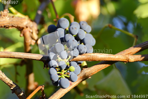 Image of red grapes