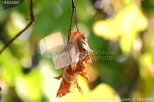 Image of sere leaf in a vineyard