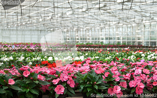 Image of Greenhouse with large variety of cultivated flowers.