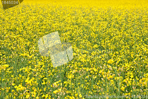 Image of Summer background. Blooming yellow meadow.