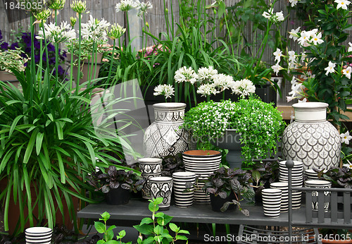 Image of Beautiful plants and ceramics in a flower shop