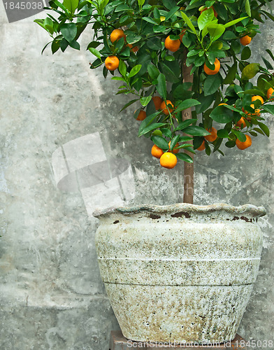 Image of Tangerine tree in old clay pot