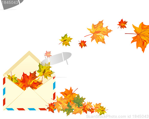 Image of Autumn maple