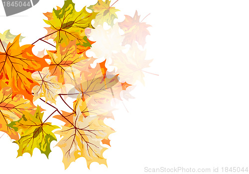 Image of Autumn maple
