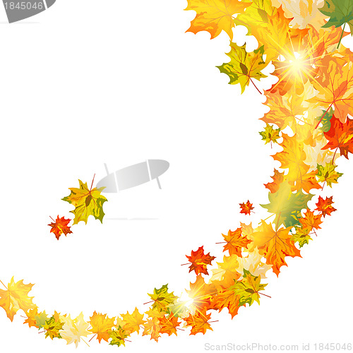 Image of Autumn maple