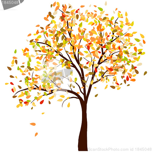 Image of Autumn birch