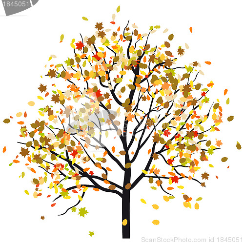 Image of Autumn tree
