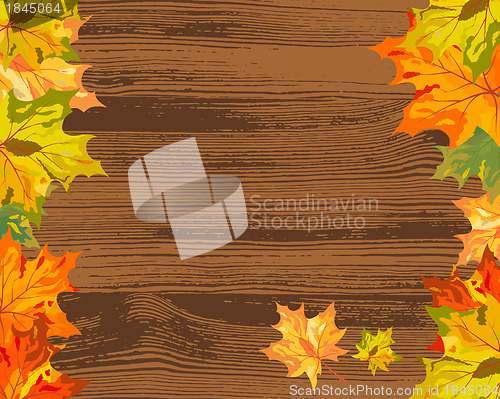 Image of Autumn maple