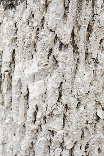 Image of White bark