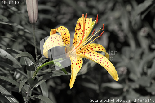 Image of Tiger lily