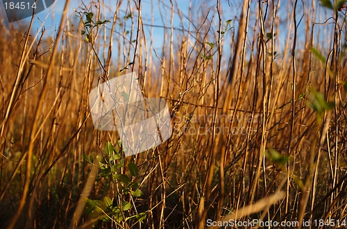 Image of Swinging grass