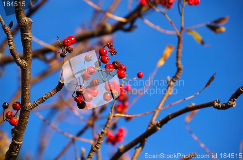 Image of Berry Autumn