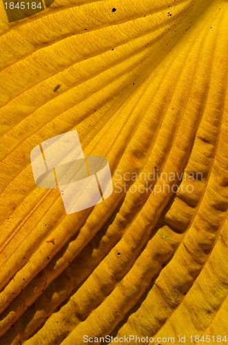 Image of Autumn colored leaf fragment factures and details. 