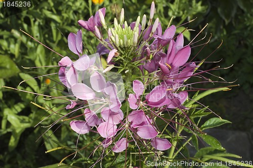 Image of Close up of beautiful Cleome Spinosa