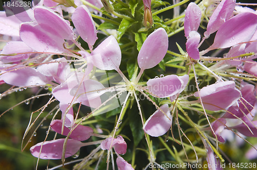 Image of Cleome spinosa