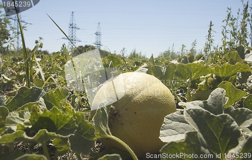 Image of Field of melons