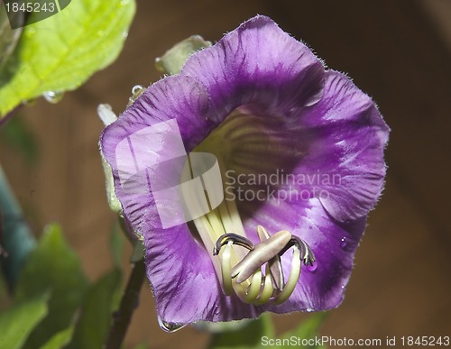 Image of Cobaea scandens