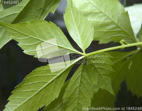 Image of Grape leaves