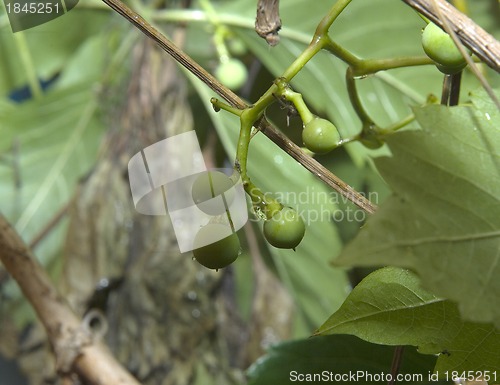 Image of Wild grape branch