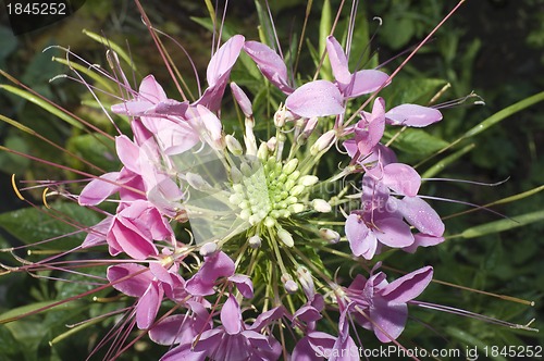 Image of Close up of beautiful Cleome Spinosa