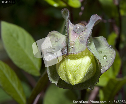 Image of Cobaea scandens