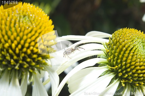 Image of Spider xysticus cristatus on Echinacea flower