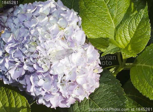 Image of many fresh blossom hydrangea flowers