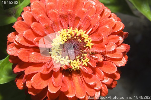 Image of Red Zinnia