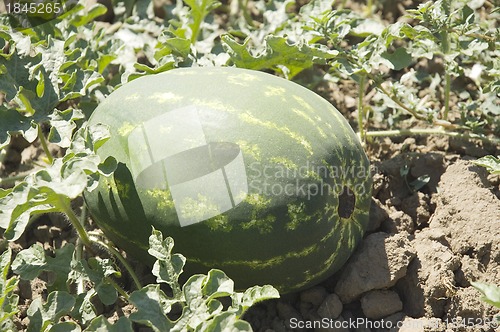 Image of Water-melon field