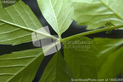 Image of Grape leaves