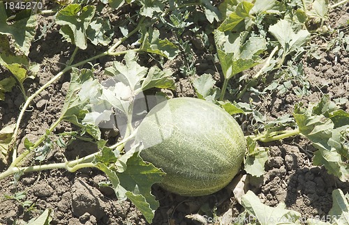 Image of Field of melons