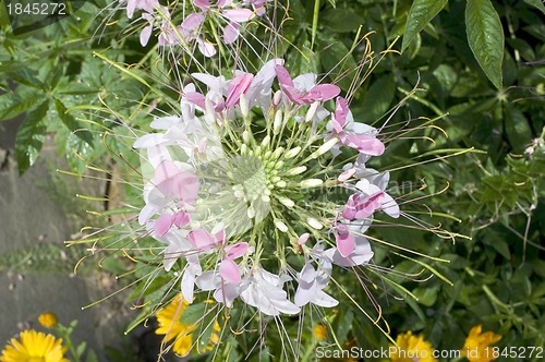 Image of Close up of beautiful Cleome Spinosa