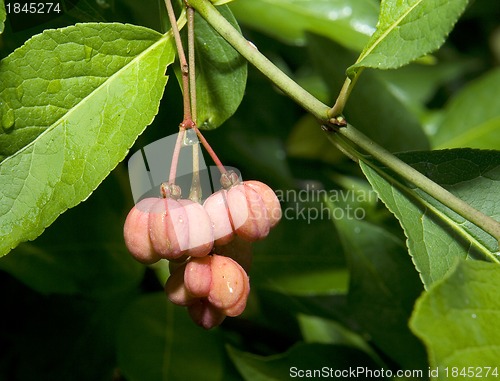 Image of European spindle tree, Euonymus europaeus