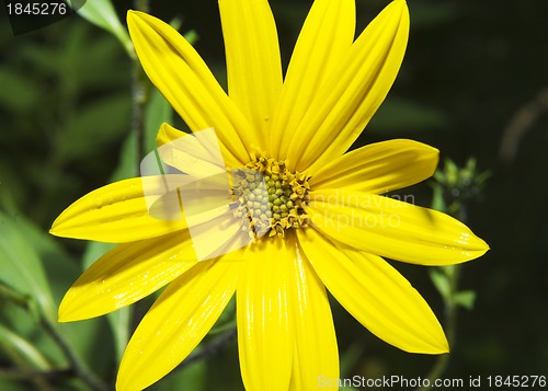 Image of The Jerusalem artichoke. Helianthus tuberosus