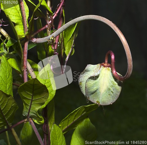 Image of Cobaea scandens