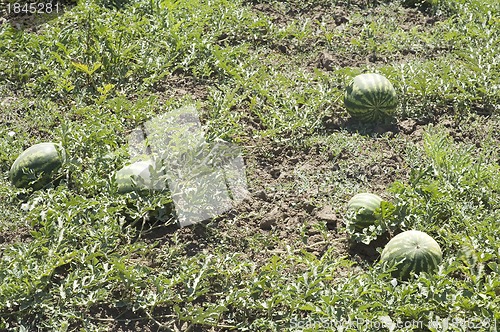 Image of Water-melon field