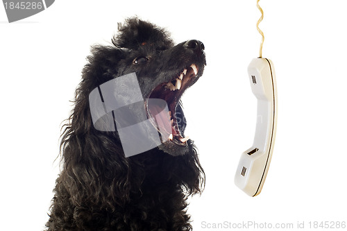 Image of poodle and phone