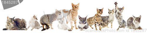 Image of group of cats