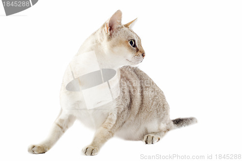 Image of singapura cat
