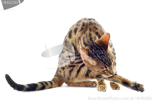 Image of bengal cat washing
