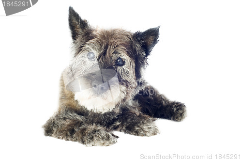 Image of cairn terrier