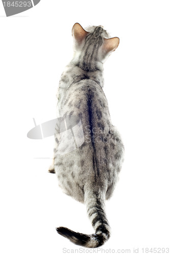 Image of back of bengal cat