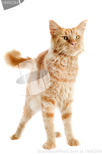 Image of ginger maine coon cat