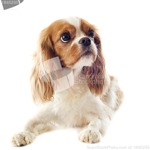 Image of cavalier king charles