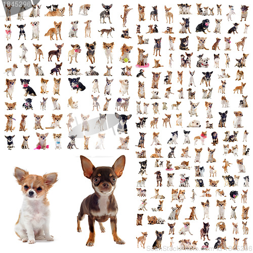 Image of group of chihuahuas
